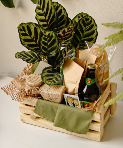 CAIXOTE MARANTA COLORADO LOTE 2